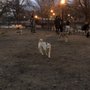 Photo of Murray Dog Run