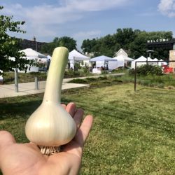 2 Birds Farm - Garlic
