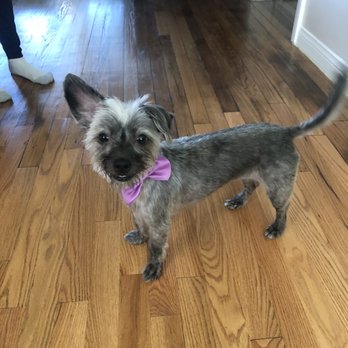 Lovely Pet Spa - Groomed dog - Pet Groomers Near Me - Montebello, California Lovely Pet Spa - Groomed dog - Pet Groomers Near Me - Montebello, California