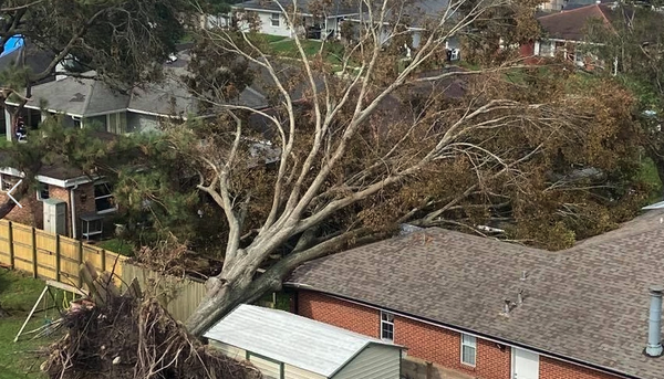 Tree Removal - Tree Removal Tree Removal - Tree Removal