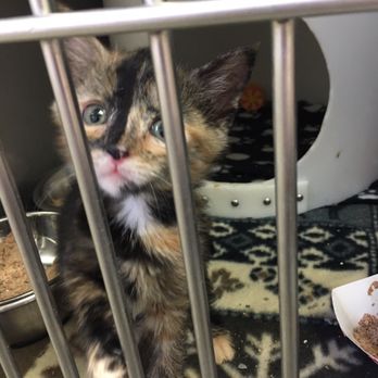 Taps Animal Shelter - Kitten at taps in cat room 3 kennel - Animal Shelters Near Me - Pekin, Illinois Taps Animal Shelter - Kitten at taps in cat room 3 kennel - Animal Shelters Near Me - Pekin, Illinois
