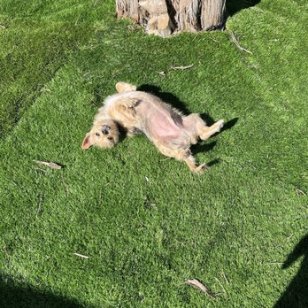 Lairds Hideaway - My dog Naboo, enjoying some sun in the dog park - RV Parks Near Me - Canyon Lake, Texas Lairds Hideaway - My dog Naboo, enjoying some sun in the dog park - RV Parks Near Me - Canyon Lake, Texas