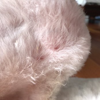 Paws Palace - My dog got scratched and very uneven hair cut !! This is my first time visit here and it's my last time too!!  Don't go here !! - Pet Groomers Near Me - Santa Clara, California