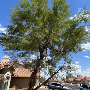 Lara Tree And Foundation - Artificial Turf Near Me - Maricopa, Arizona Lara Tree And Foundation - Artificial Turf Near Me - Maricopa, Arizona