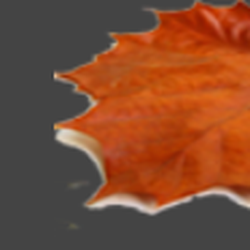 North Shore Arborists