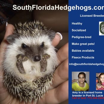 South Florida Hedgehogs - Licensed breeder of hedgehogs on the Treasure Coast of Florida - Pet Stores Near Me - Port Saint Lucie, Florida South Florida Hedgehogs - Licensed breeder of hedgehogs on the Treasure Coast of Florida - Pet Stores Near Me - Port Saint Lucie, Florida