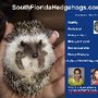 Photo of South Florida Hedgehogs