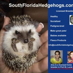 South Florida Hedgehogs - Licensed breeder of hedgehogs on the Treasure Coast of Florida