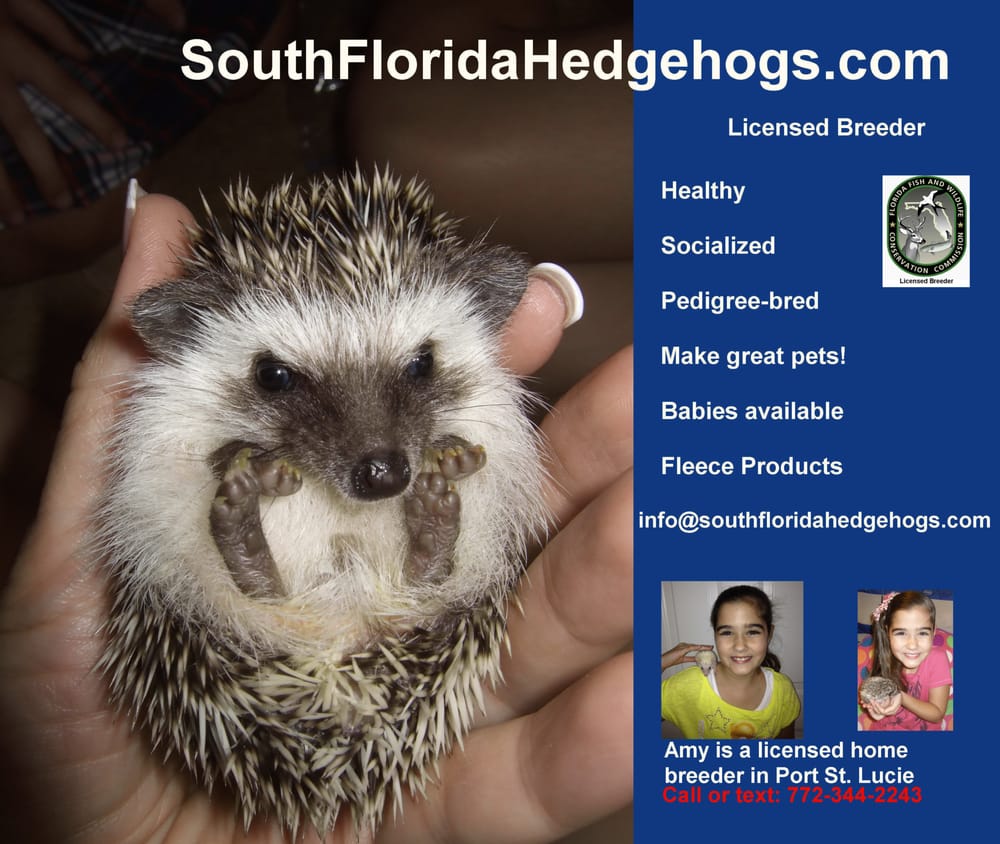 South Florida Hedgehogs Image