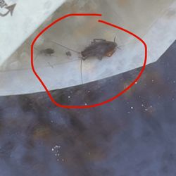 Footh Auto Sales - More roaches!