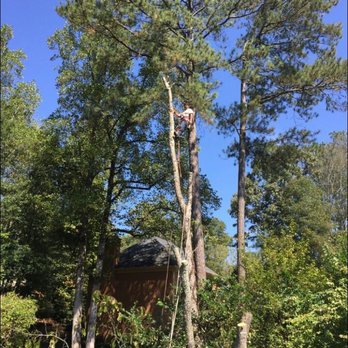 Escobar’s Tree Service & Landscaping - a man on a tree - Tree Services Near Me Escobar’s Tree Service & Landscaping - a man on a tree - Tree Services Near Me