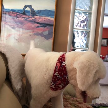 Dogs Delight - Pet Groomers Near Me Dogs Delight - Pet Groomers Near Me