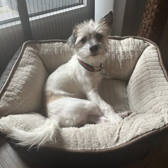 Finding A Best Friend Rescue - Pet Adoption Near Me Finding A Best Friend Rescue - Pet Adoption Near Me