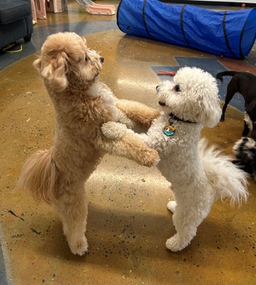 Rose City Dogs- Cully