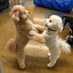 Rose City Dogs- Cully
