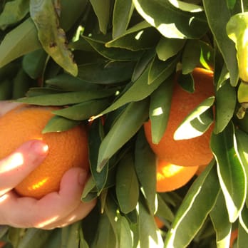 Friend's Ranches - yummy tangerines! - Fruits & Veggies Near Me - Ojai, California Friend's Ranches - yummy tangerines! - Fruits & Veggies Near Me - Ojai, California
