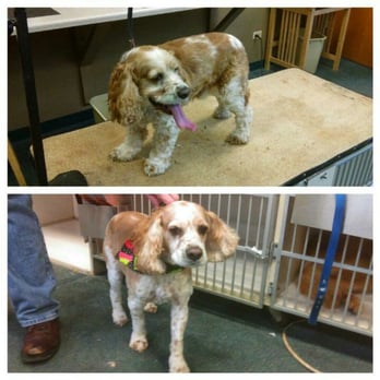 Paiges Pampered Pups - Pet Groomers Near Me - Chicago, Illinois Paiges Pampered Pups - Pet Groomers Near Me - Chicago, Illinois