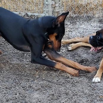 Sit and Stay - Day care at it's best - Pet Groomers Near Me - Myrtle Beach, South Carolina