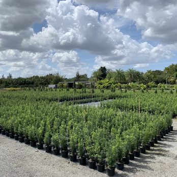 Modern Nature Nursery - Nurseries & Gardening Near Me - Southwest Ranches, Florida Modern Nature Nursery - Nurseries & Gardening Near Me - Southwest Ranches, Florida
