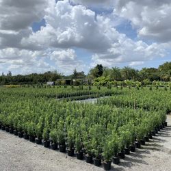 Modern Nature Nursery