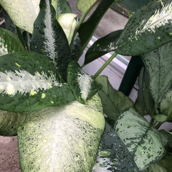 Hampton Nursery - I think this is a new dieffenbachia. You need to ask them the species - Nurseries & Gardening Near Me - Hyattsville, Maryland Hampton Nursery - I think this is a new dieffenbachia. You need to ask them the species - Nurseries & Gardening Near Me - Hyattsville, Maryland