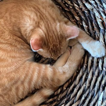 Mac Tabby Cat Cafe - Themed Cafes Near Me - Charlotte, North Carolina Mac Tabby Cat Cafe - Themed Cafes Near Me - Charlotte, North Carolina