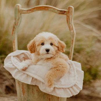 Arizona Desert Doodles - Pet Breeders Near Me