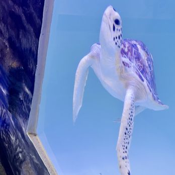 Sea Turtle - Aquariums Near Me - South Padre Island, Texas Sea Turtle - Aquariums Near Me - South Padre Island, Texas