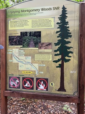 Montgomery Woods State Natural Reserve by null