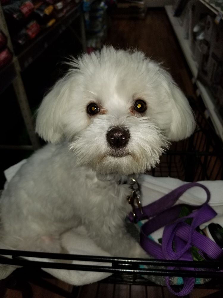Pet Supermarket Image