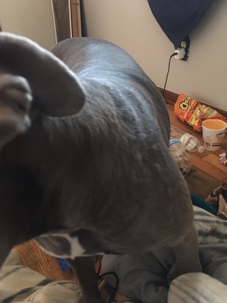 EMERGENCY VETERINARY CLINIC OF SOUTHWEST MISSOURI 10 Photos & 40