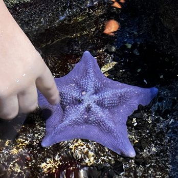 Oklahoma Aquarium - Starfish - Aquariums Near Me - Jenks, Oklahoma