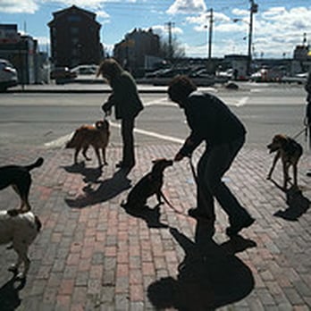 Dogwise Obedience - Group Work - Pet Training Near Me Dogwise Obedience - Group Work - Pet Training Near Me