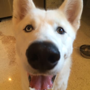 305Doggie - Ice boy - Pet Sitting Near Me