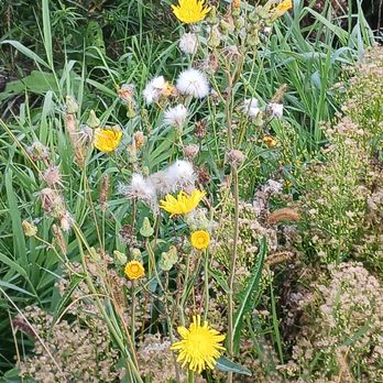 Henry Schuette Park - Wildflowers at the park. - Hiking Near Me - Manitowoc, Wisconsin