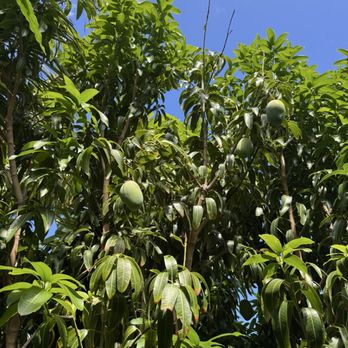 Maui Mango Mala - Attraction Farms Near Me - Lahaina, Hawaii Maui Mango Mala - Attraction Farms Near Me - Lahaina, Hawaii