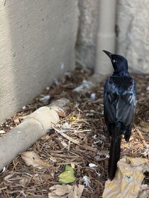 San Antonio River Walk by null