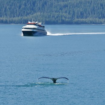 Phillips Cruises & Tours - Humpback whales are a common sight on the 26 Glacier Cruise with Phillips Cruises and Tours. - Boat Tours Near Me - Whittier, Alaska