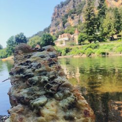 Les Délices de Pito - Tartine of chicken, mushrooms, and cheese!