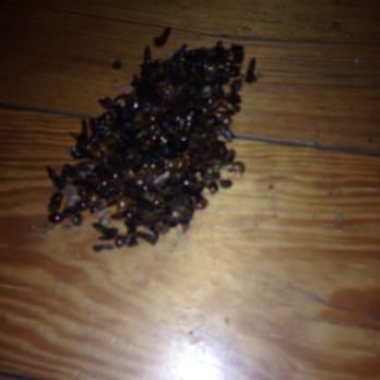 Bavarian Brook Rentals - Pile of dead bugs - Hotels Near Me - Helen, Georgia