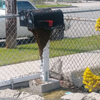 BeeSmart Bee Removal - Pest Control Near Me - Hemet, California