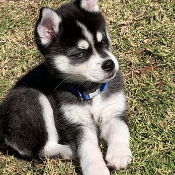 Kika's Klee Kai Huskies in Miniature - Pet Breeders Near Me - Riverside, California Kika's Klee Kai Huskies in Miniature - Pet Breeders Near Me - Riverside, California