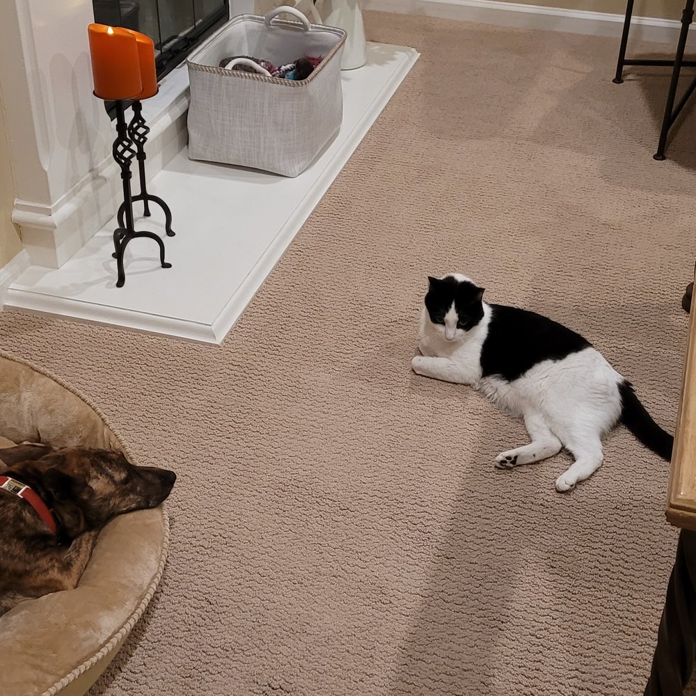 A Better Chance Rescue - Pet Adoption Near Me