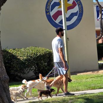 Zenni Dogs - Rita is part of the pack walk! - Pet Training Near Me