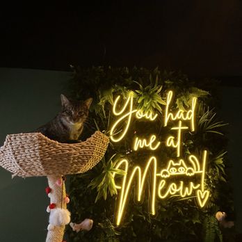 Cats at Play Cafe - Themed Cafes Near Me - Asheville, North Carolina