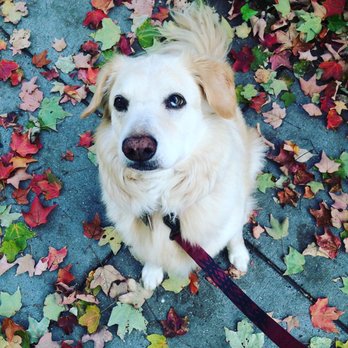 Brighter Days Dog Walking - Tess enjoying the autumn! - Dog Walkers Near Me