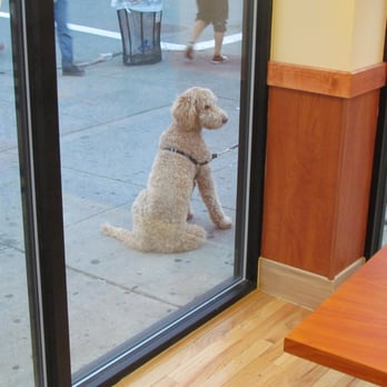Cold Stone Creamery - A pet waiting outside for its ice cream. - Ice Cream & Frozen Yogurt Near Me - Astoria, New York Cold Stone Creamery - A pet waiting outside for its ice cream. - Ice Cream & Frozen Yogurt Near Me - Astoria, New York
