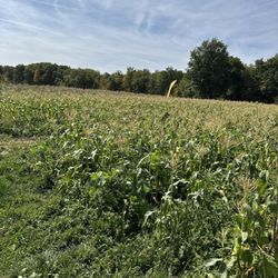 Ransom Sage Farm - Fresh u pick corn