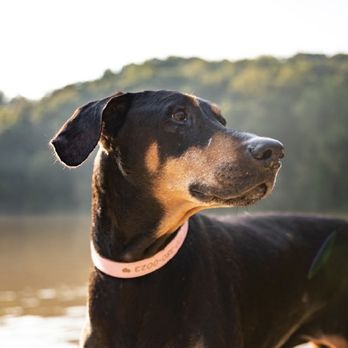 Paces Ferry Veterinary Clinic - Veterinarians Near Me - Atlanta, Georgia