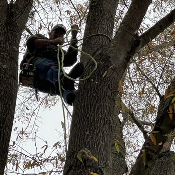 SW Tree Services - Tree Services Near Me SW Tree Services - Tree Services Near Me